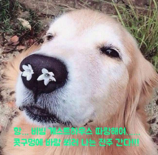 비빔하우스 이미지