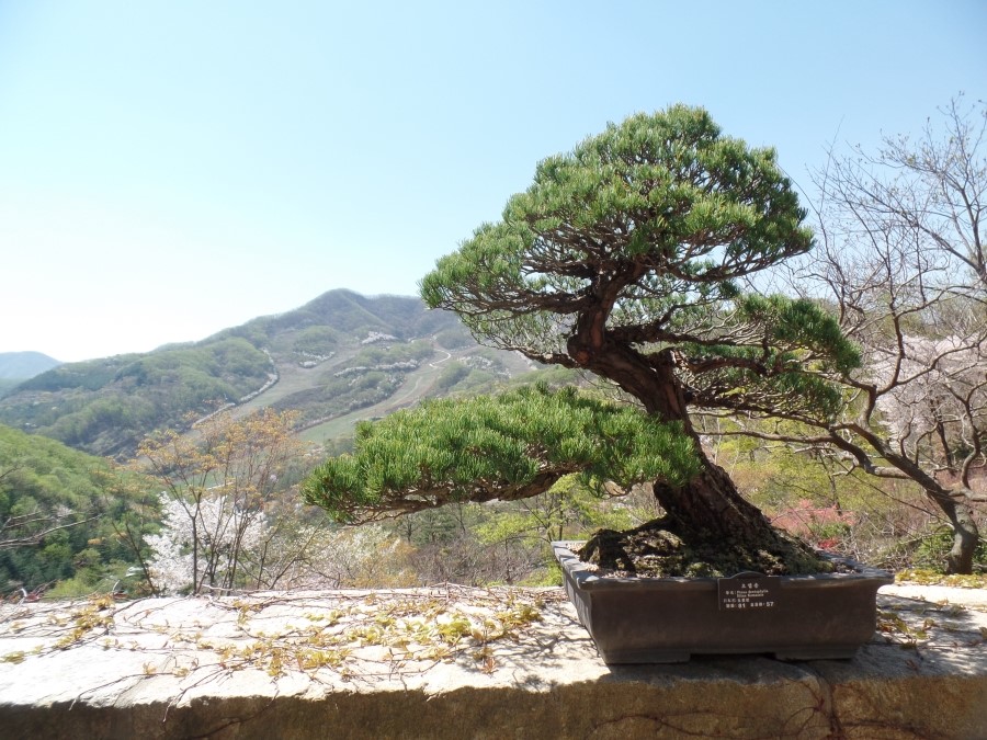 숲속분재원 이미지