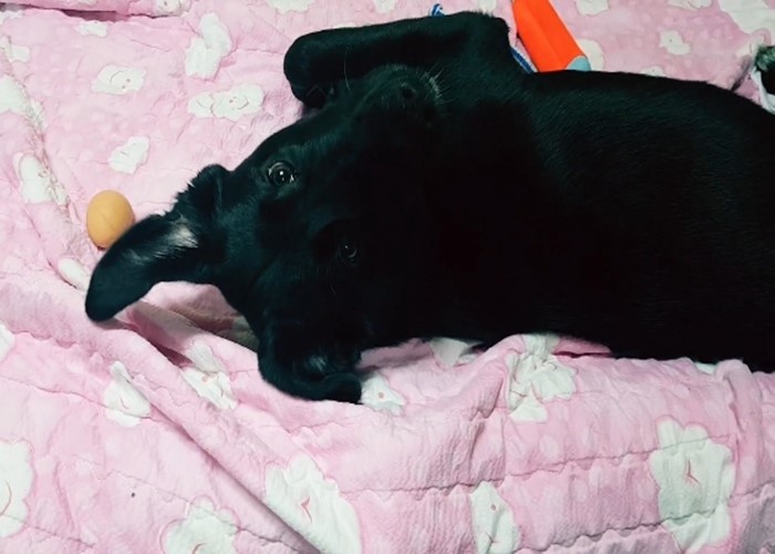 아로케이 이미지