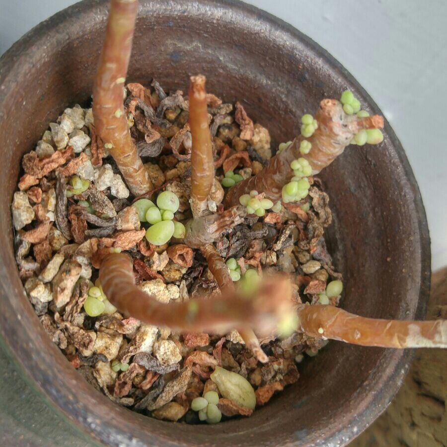 청미다육 이미지