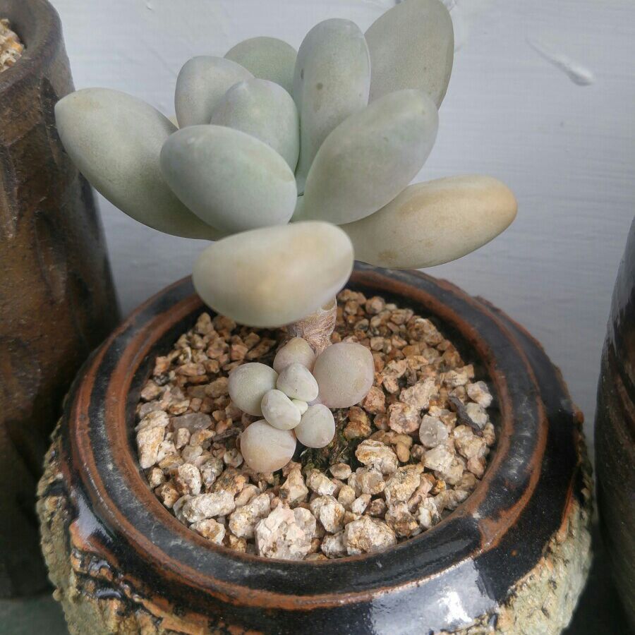 청미다육 이미지