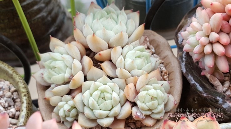 티피그린 이미지