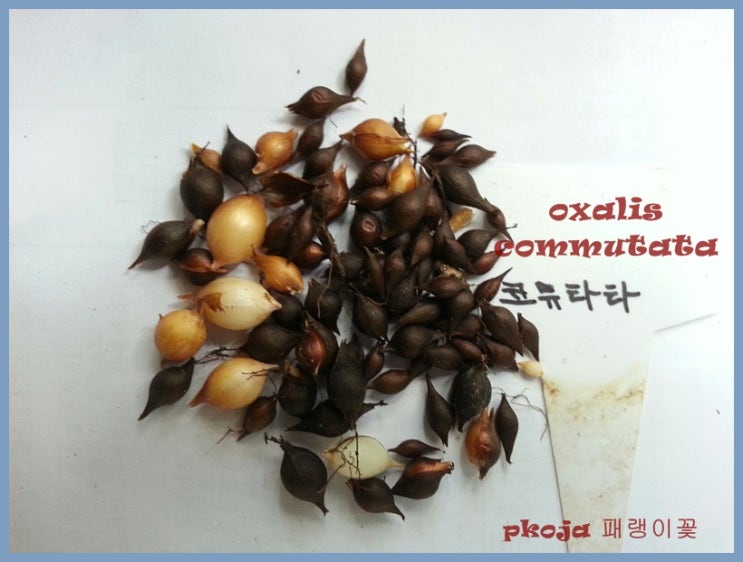 타타코 이미지