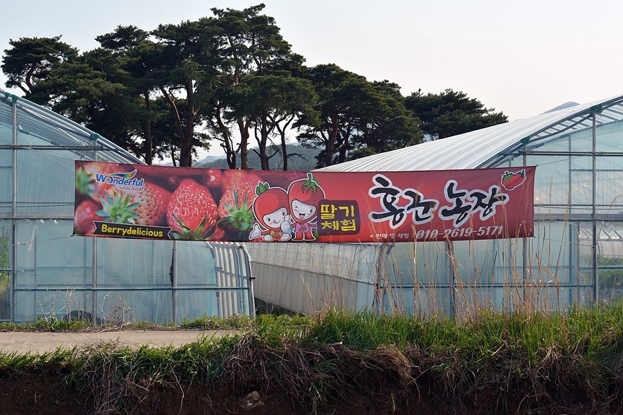 홍군농장 이미지