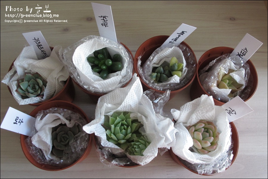 황금다육이와선인장 이미지