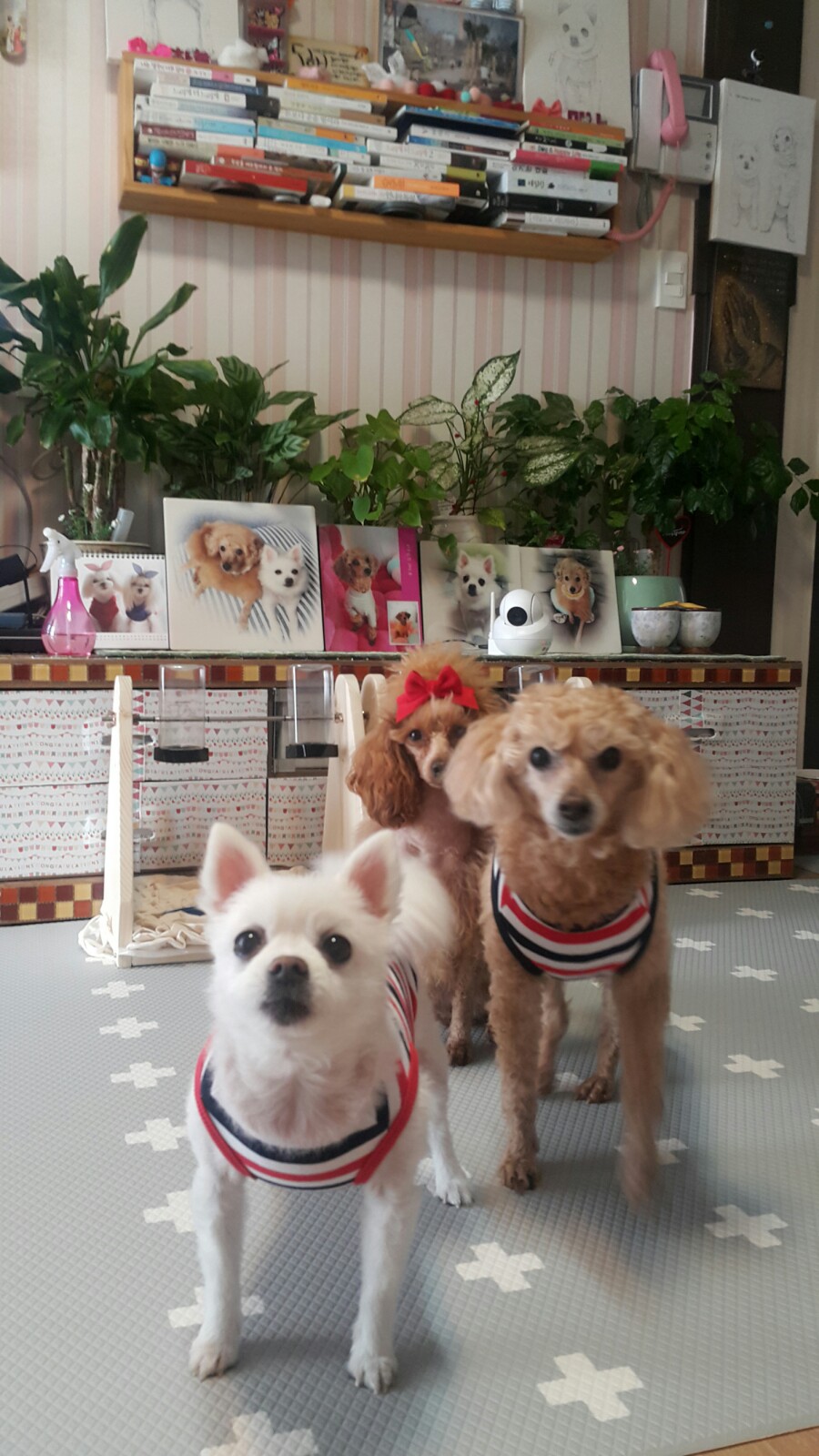 런닝독 이미지