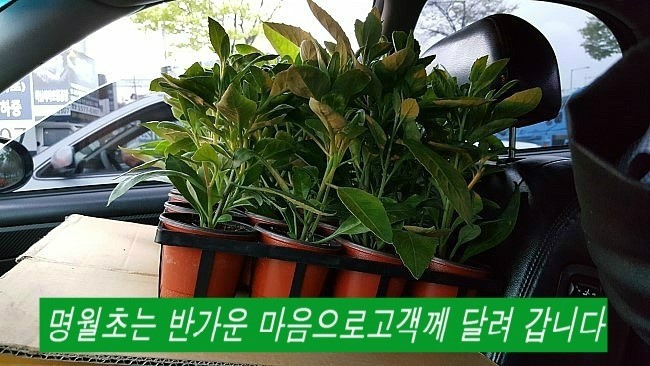 동산종묘 이미지