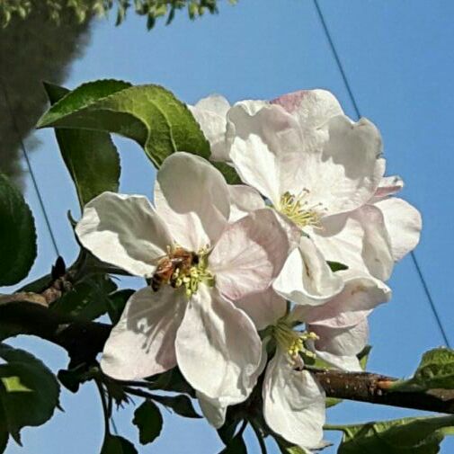청송꿀사과 오두메농장 이미지