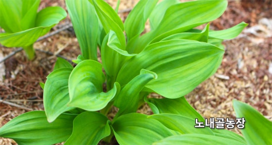 홍천노내골농장 이미지