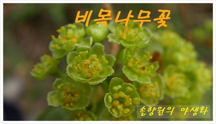 솔향원 이미지