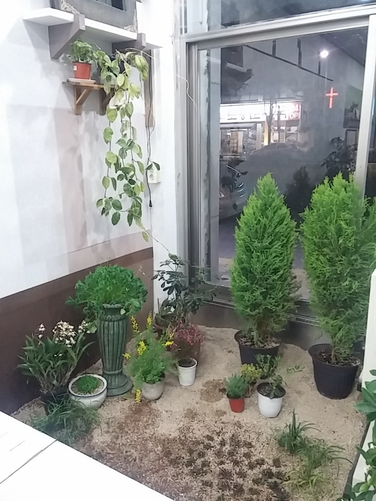 카페백서향 이미지