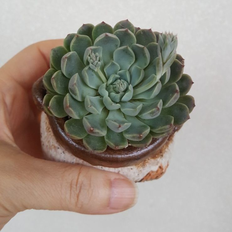 민경이네 다육 이미지