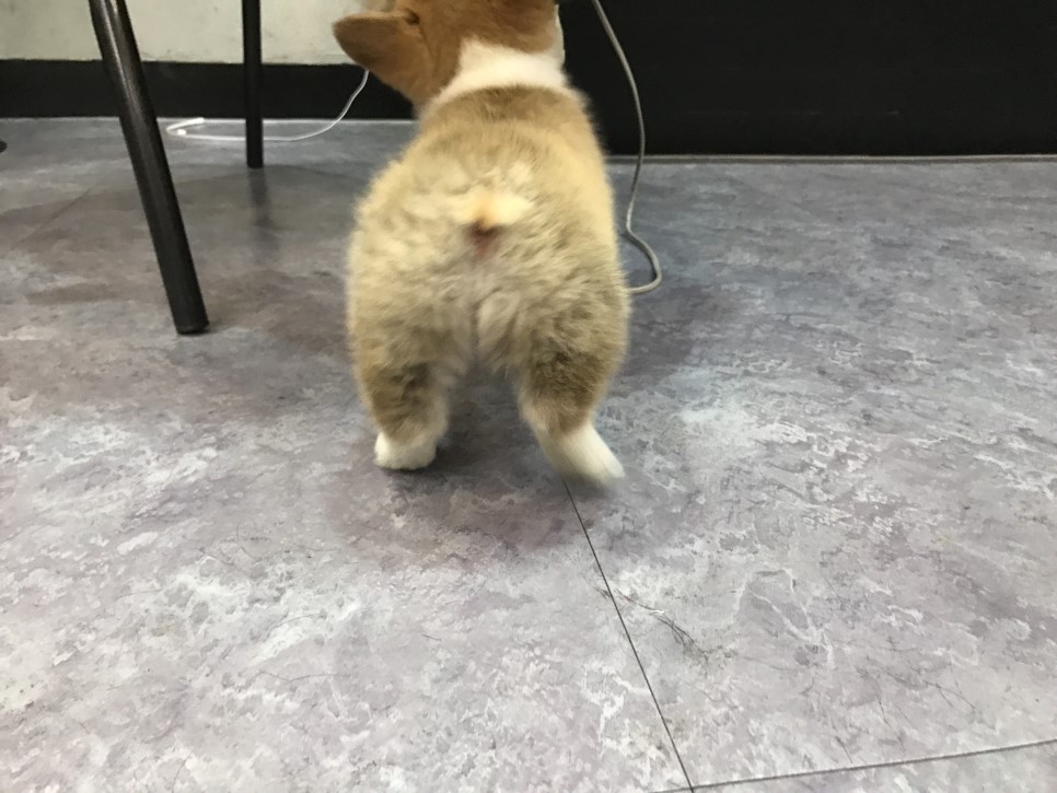 트리플헤어 이미지
