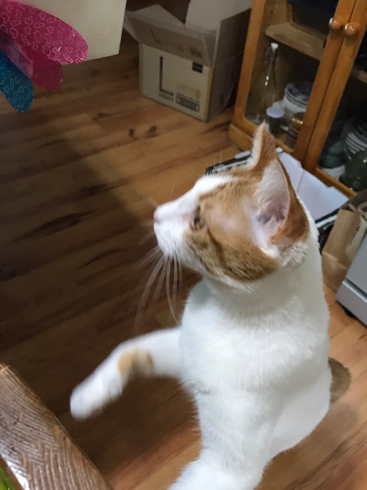 더라떼 이미지