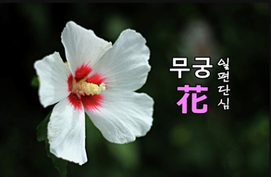 샤론의꽃 이미지