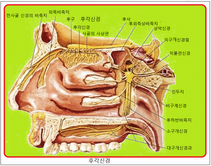 사이신경세포•중간뉴런•후각모•냄새털•후각사•수초화•미엘린수초•말이집•미엘린•사(fila)•후사•후각수용체•후각전도로•후각전도로 ...