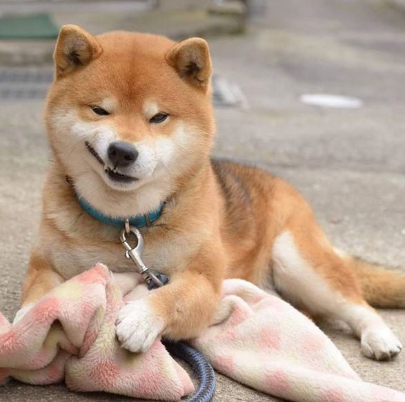 스타견 이미지