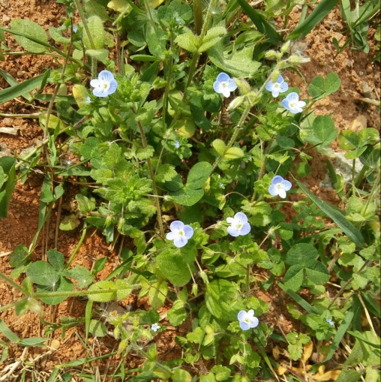 우리원산까치 이미지