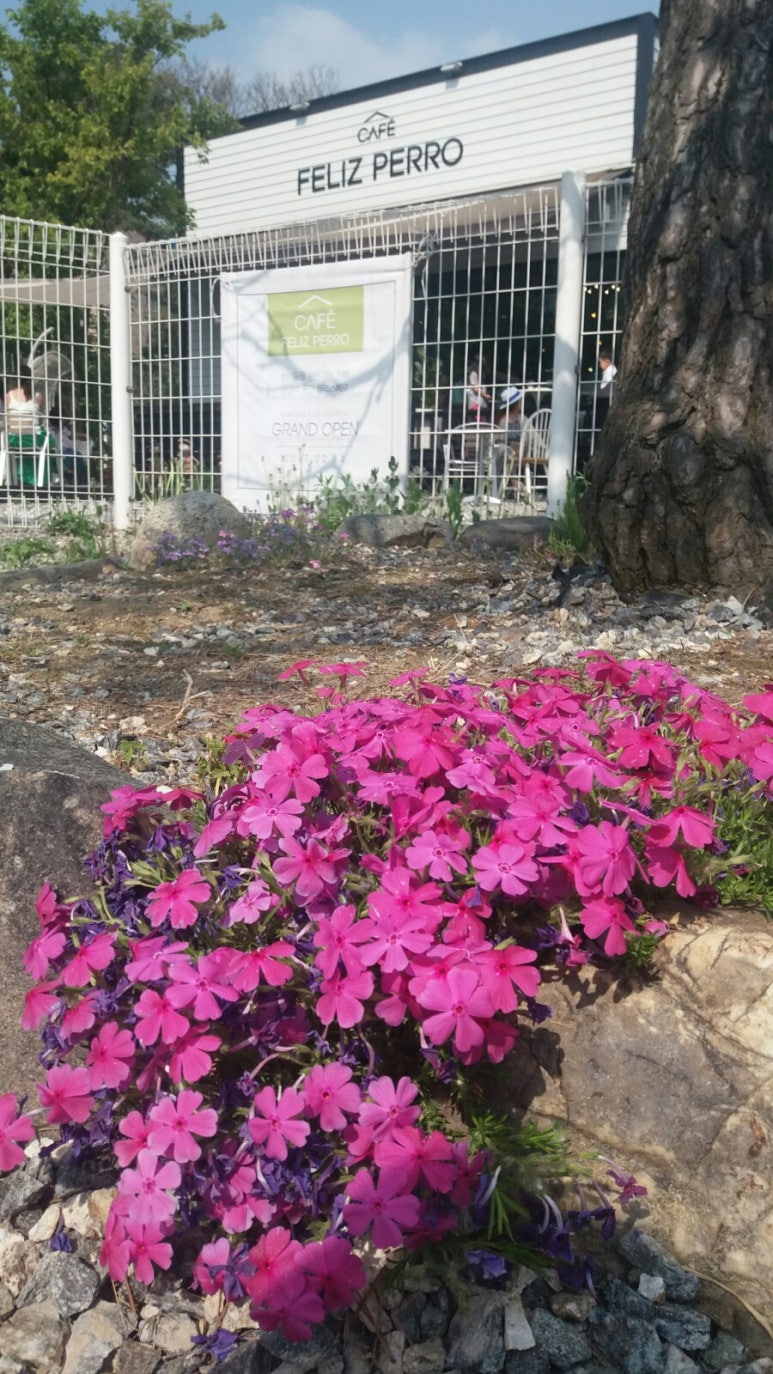빼로(perro) 이미지