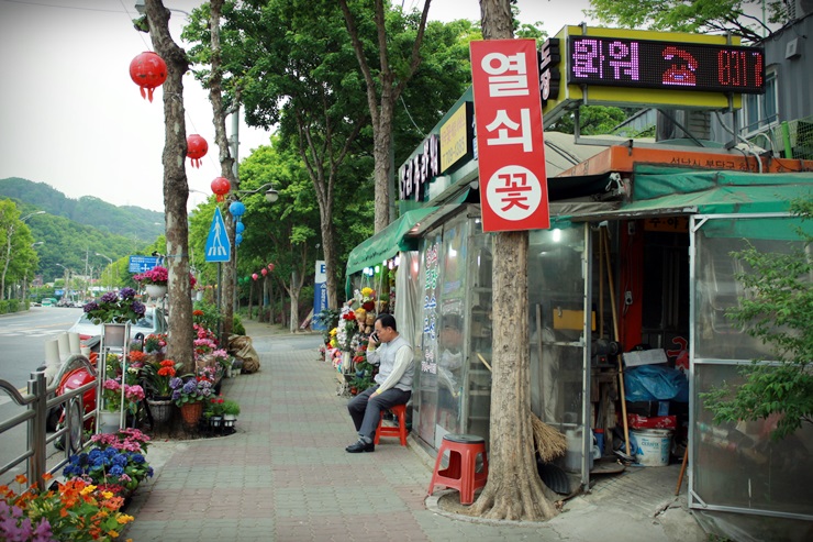나리수선 이미지