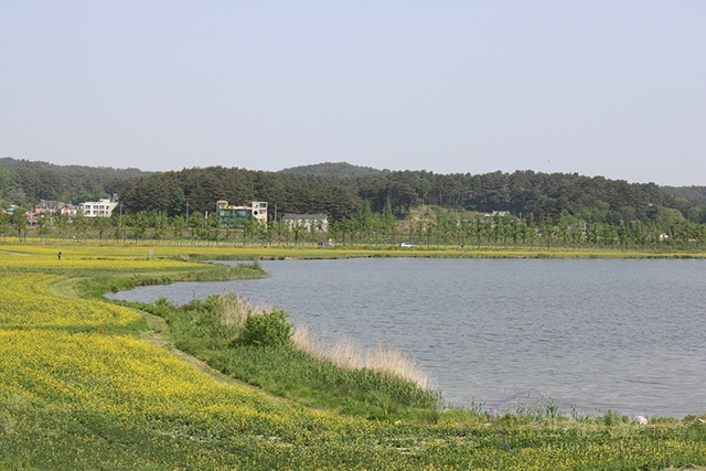 유채공방 이미지