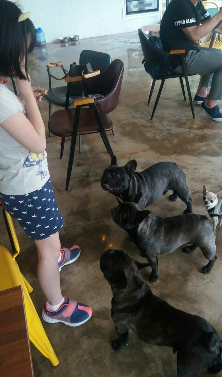 빼로(perro) 이미지