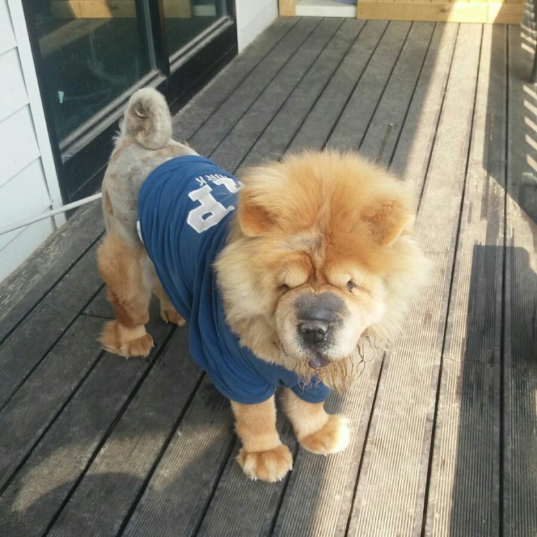빼로(perro) 이미지