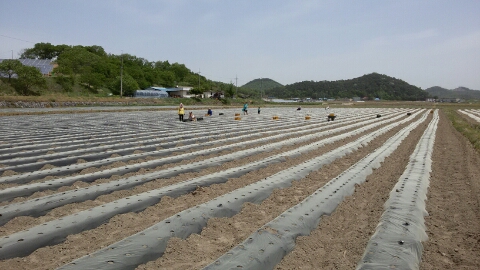 칠갑산둥근마 이미지