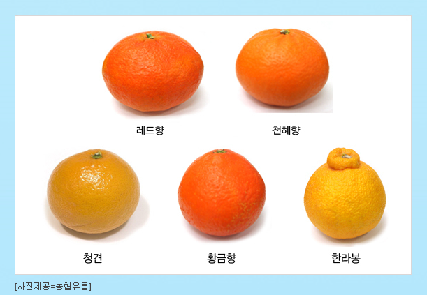 황금향 이미지