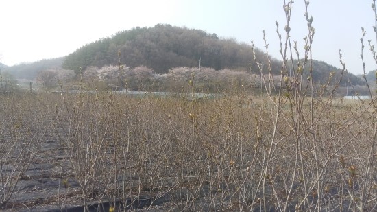 왕베리농원 이미지