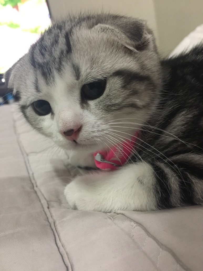 대순이네 이미지