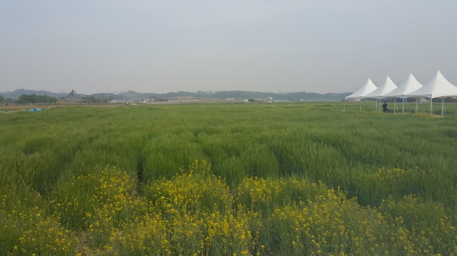 군산꽁보리 이미지