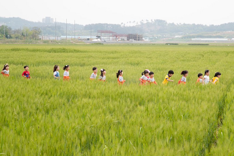 군산꽁보리 이미지