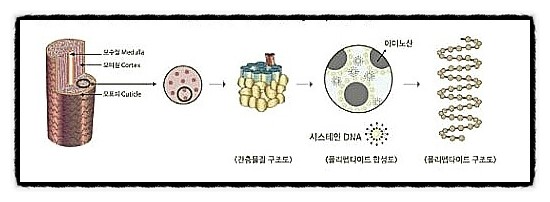 보톡스헤어 이미지