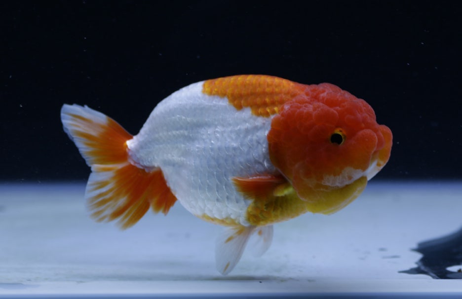 [Mr. WU RANCHU] 홍백 난주 / Red & White Ranchu [ 0510_GE ] : 네이버 블로그