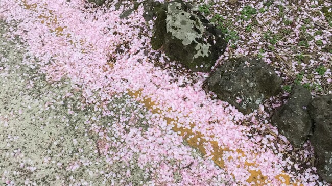 산호다방 이미지