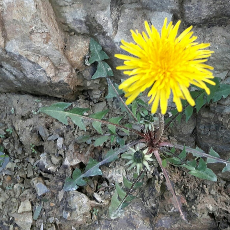 청송꿀사과 오두메농장 이미지