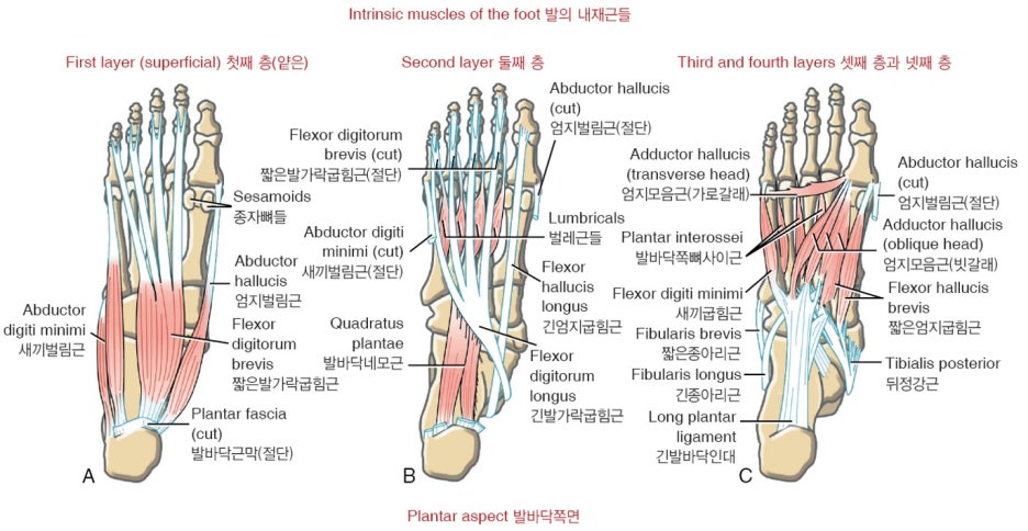마르페인 이미지