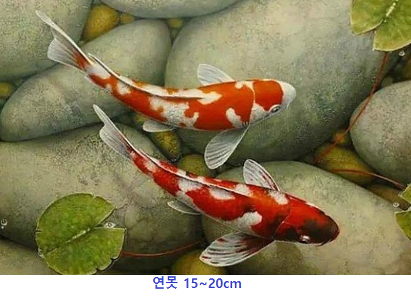 코이 이미지