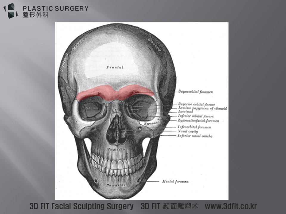 해부학적으로는 위 사진의 빨간 표시처럼 Supraorbital ridge 또는 Brow ridge (안와상융기)라 불리는 부위가 오늘 설명 드릴 내용 입니다.