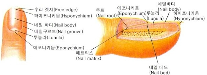 루트네일 이미지