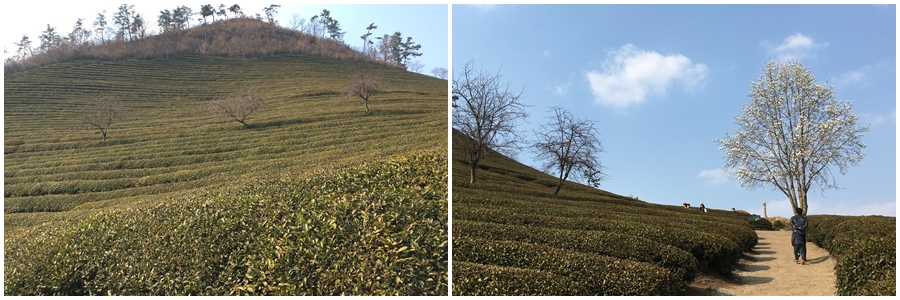 보성프리덤 이미지