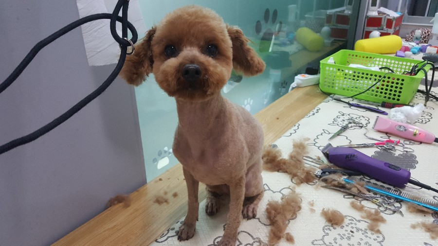 뽀삐미용실 이미지