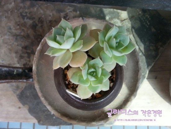 판크 이미지