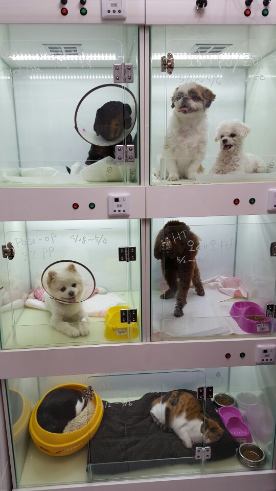 성심칼라 이미지