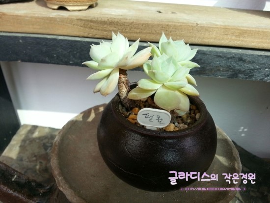 판크 이미지