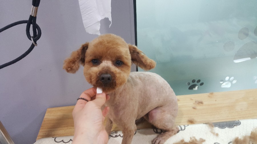 뽀삐미용실 이미지