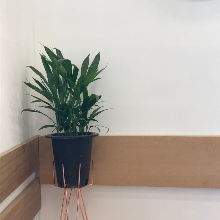 온도르프 이미지