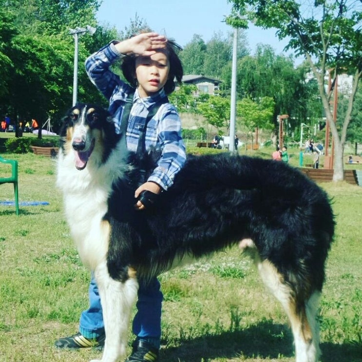 파라다이스독 이미지