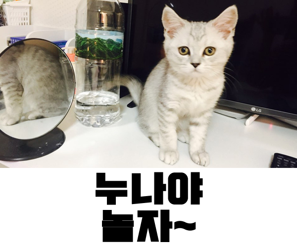 나랑놀자! 이미지